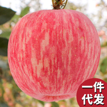 山东烟台栖霞红富士苹果新鲜水果5/10斤装脆甜多汁一件代发