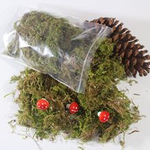 天然优质绿苔藓 碎苔藓 干花永生花材料 小盆栽装饰 插花装饰材料