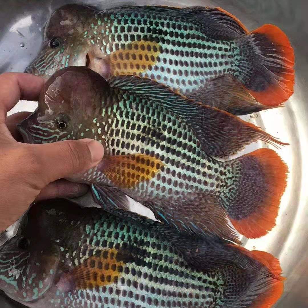 红尾玉面皇冠蓝面老财神鱼好养耐活中大型凶猛热带