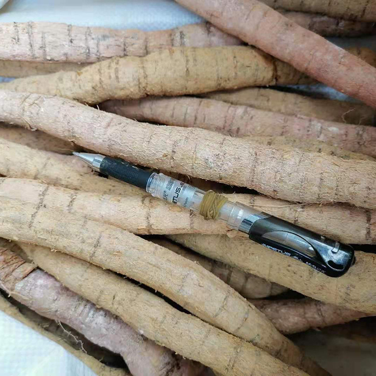 批发 新鲜牛大力 产地供应牛大力根 营养煲汤料