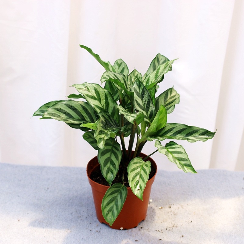 翠叶竹芋盆栽室内常青植物水培水养花卉客厅卧室办公室桌面小绿植
