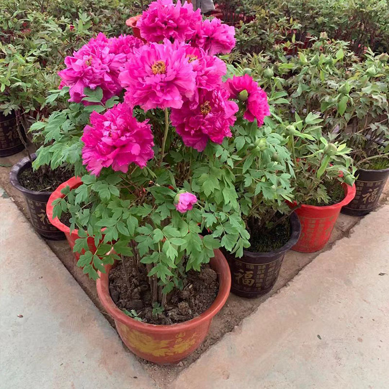 菏泽盆栽牡丹花鲜活绿植四季带盆带花苞春季开花庭院室内重瓣千层