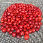 红豆手链相思豆种子红豆散珠打孔  安红豆血菩提子原籽手熊