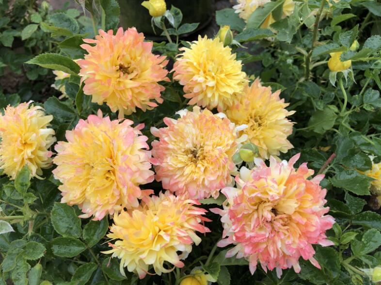 烟花波浪 新品欧月花苗 烟火褶裙 荷兰月季苗 浓香多季节重复开花