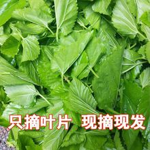 桑叶新鲜蚕宝宝桑树叶小蚕大蚕桑叶当天现摘小蚕特嫩叶蚕饲料代发