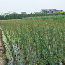 水葱 地圃批发 多年生挺水湿地绿化景观植物