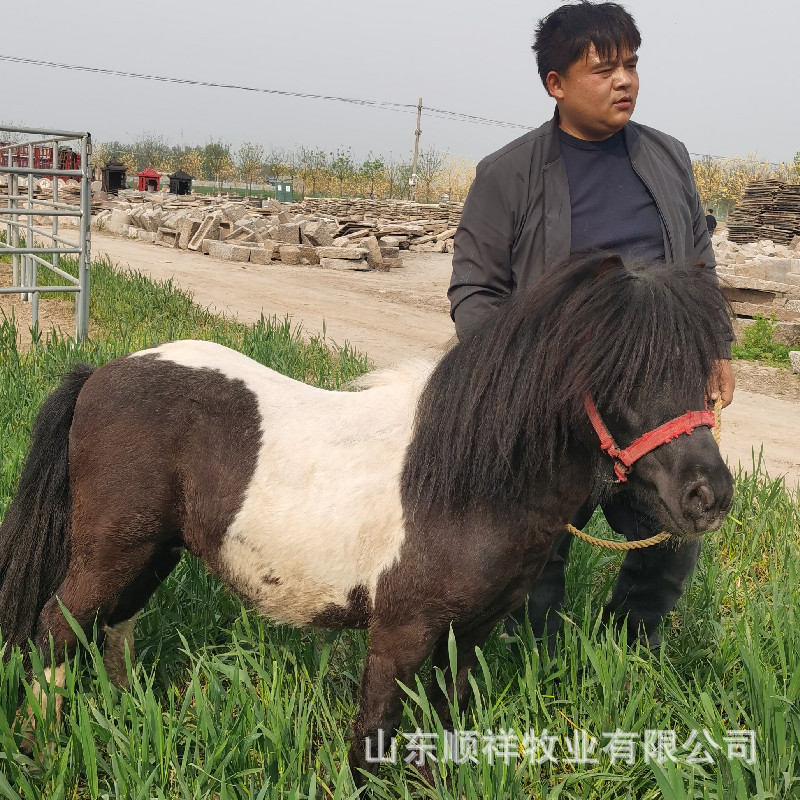 宠物马活物出售 观赏迷你小矮马价格 俱乐部教学大马回收小马活体