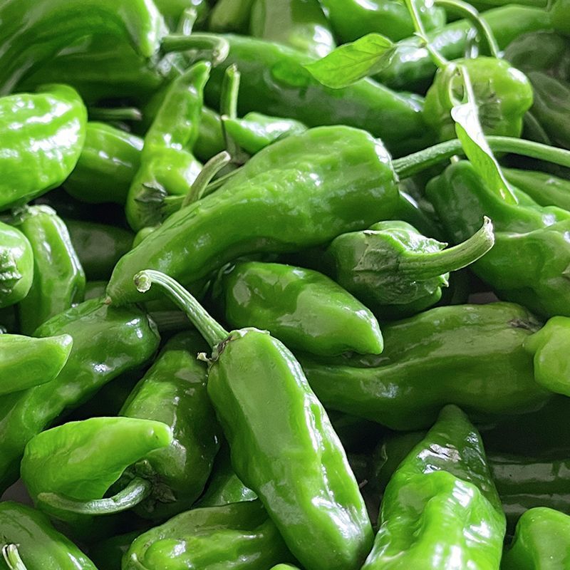 余干辣椒新鲜江西枫树辣椒现摘现发青椒特辣超辣农家土辣椒