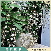 垂丝茉莉盆栽花卉阳台植物室内四季开花