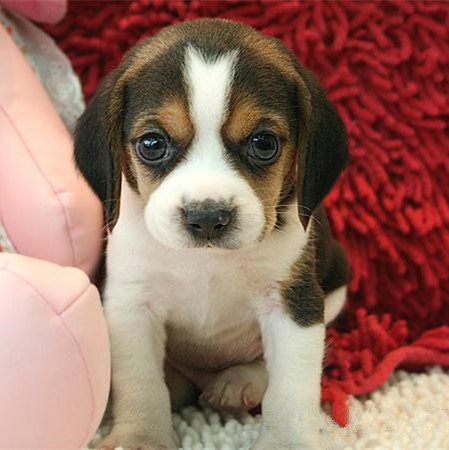 比格犬幼犬纯种大耳朵巴吉度犬活体幼崽狗狗猎兔犬米格鲁犬宠物狗