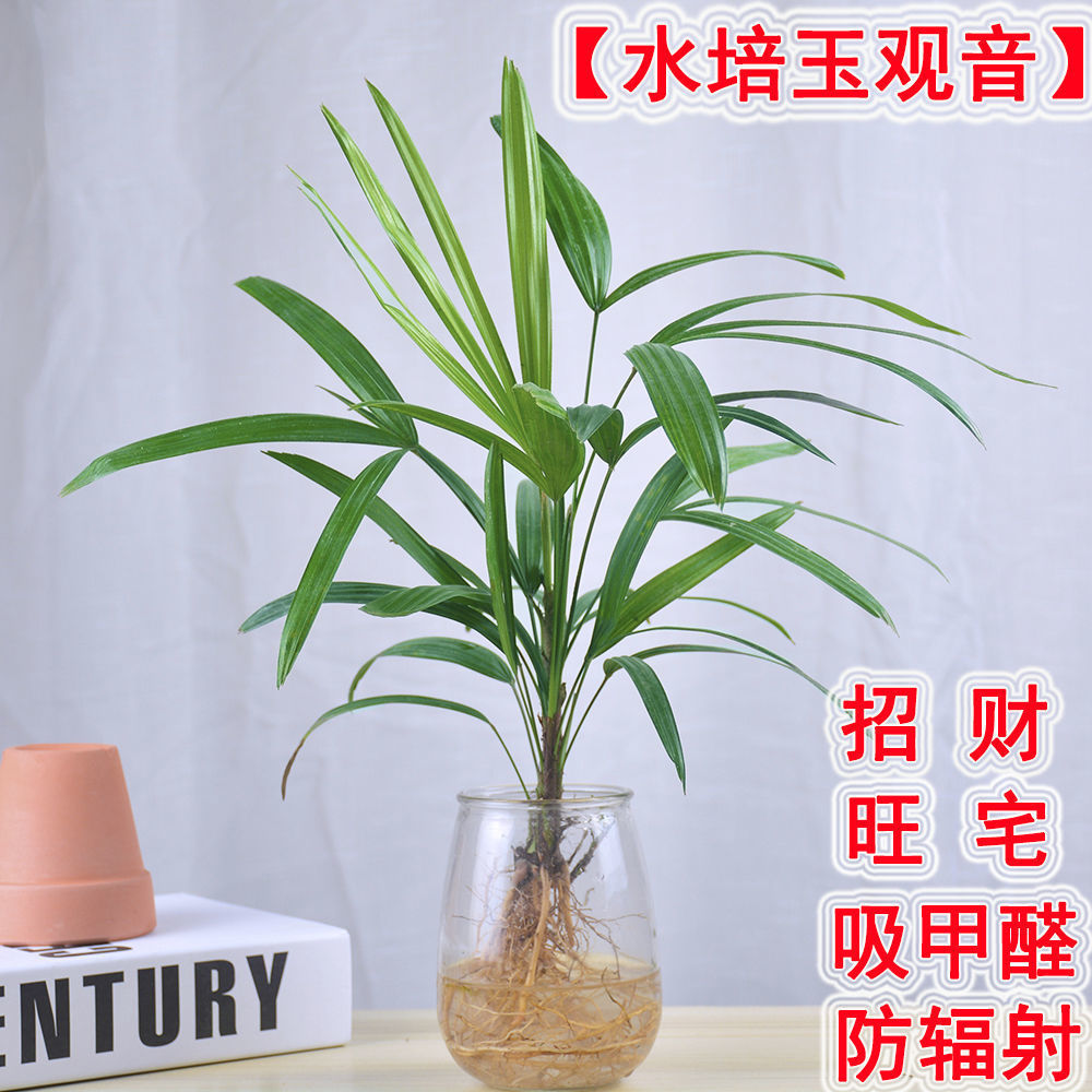 【玉观音】水培植物室内绿植盆栽新手好养四季常青客厅桌面水养花