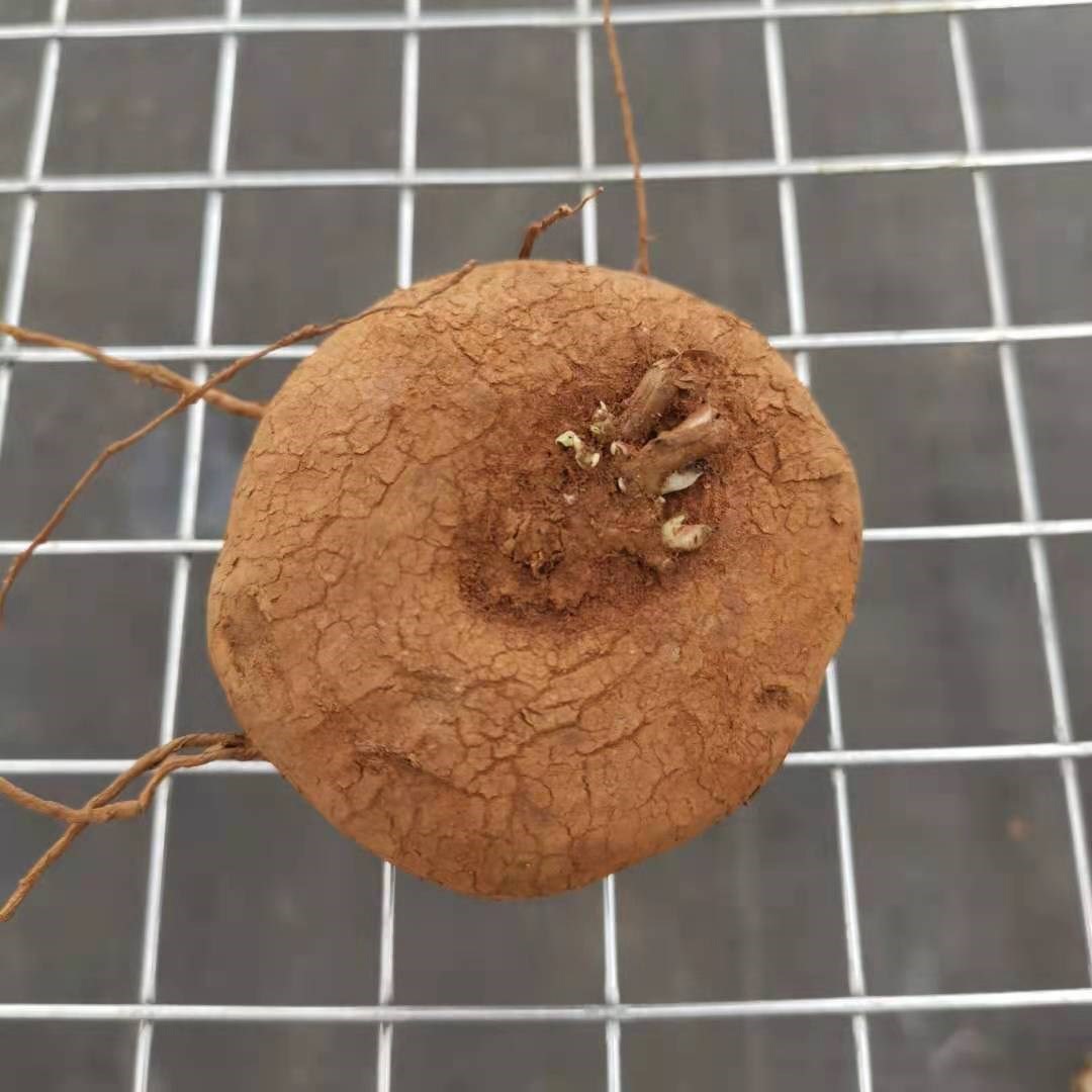 圆叶血藤红藤山乌龟爬t藤金不换地不容花卉盆栽四季爬山虎发财树.