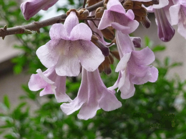 泡桐种子 白花泡桐 大果泡桐 空桐木 水桐 桐木树 紫花树毛 优质