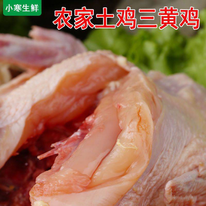 小寒三黄鸡农家散养新鲜整只现杀白条童子笨土冻鸡肉厂家直销
