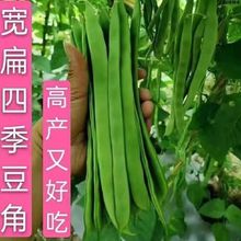 宽扁厚肉四季豆种子宽扁四季豆架豆种子春秋种植蔬菜四季豆种子