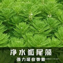 净水植物狐尾藻沼泽过滤水草大聚藻水陆缸养鱼养龟鳖淡水净化水质