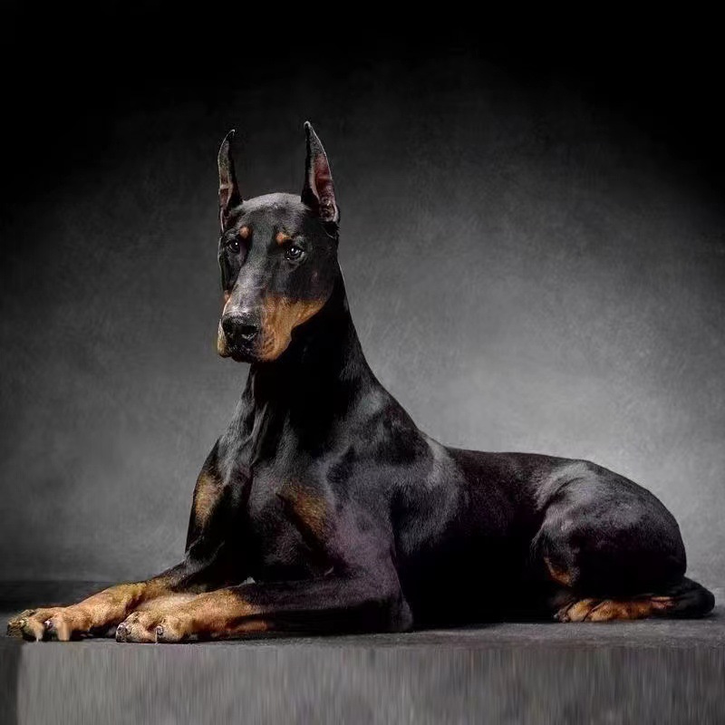 自家繁殖杜宾犬幼犬纯种活体护卫犬 德系杜宾犬美系双血统杜宾