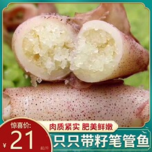 海兔子满籽鲜活笔管鱼新鲜全籽乌贼冷冻墨鱼仔小鱿鱼海鲜水产籽乌
