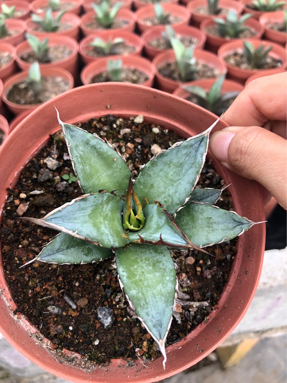 龙舌兰-阿里巴巴