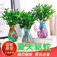 水培水养驱蚊竹柏驱虫九里香植物盆栽室内绿植客厅花卉四季常青一