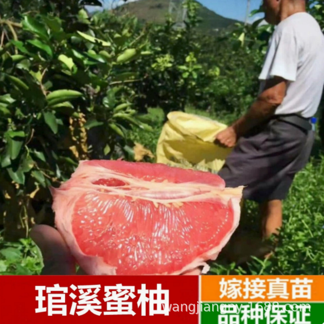 文旦柚树苗红心红肉蜜柚嫁接三红蜜柚果树果苗南北方种植当年结果