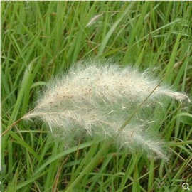 9%茅针花白茅花毛针花一件包邮临沂市￥11.0成交1笔1年复购率:13.