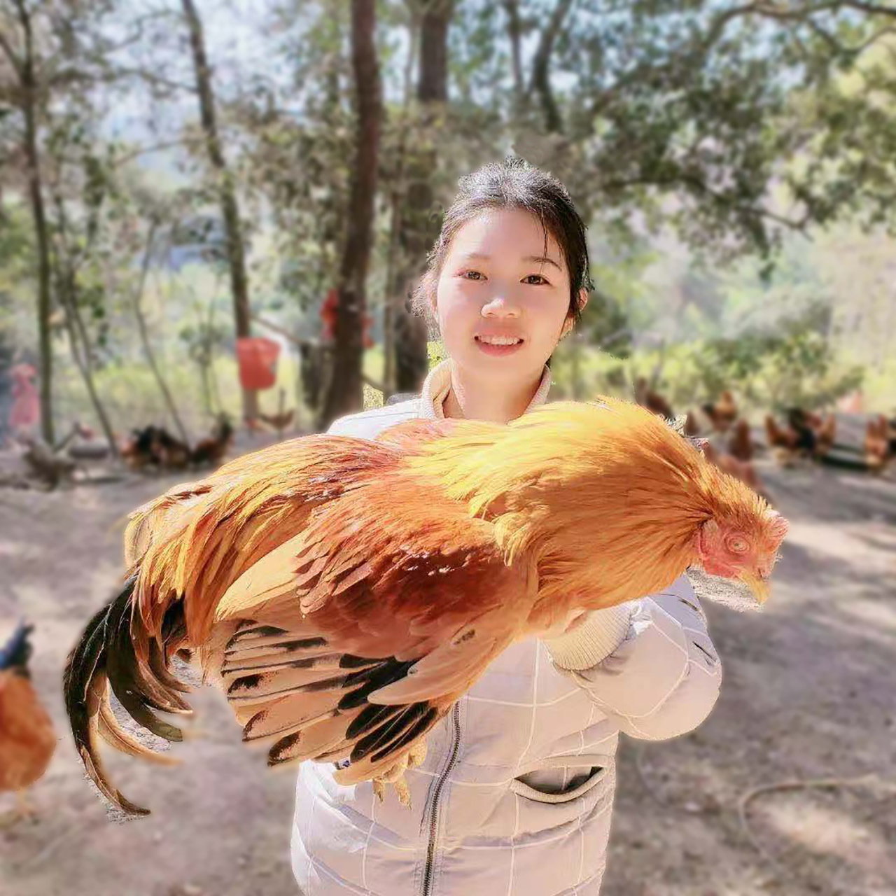 年货钟钟家广西农家散养土鸡新鲜阉鸡扇鸡净重3~5斤左右养200天