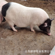 巴马香猪种母猪价格 小香猪猪苗出售 2个月巴马香猪幼崽多少钱