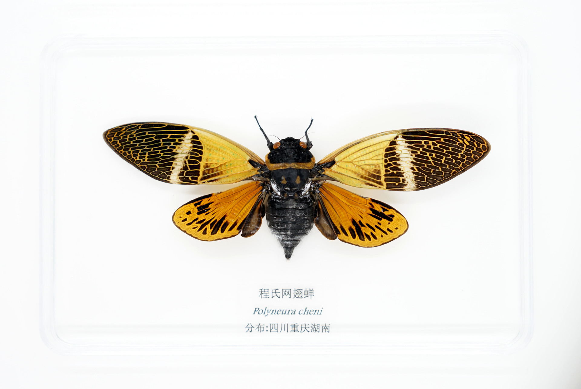 昆虫标本 蝴蝶标本 天然真昆虫 透明盒 幼儿园学校教学认知独角仙