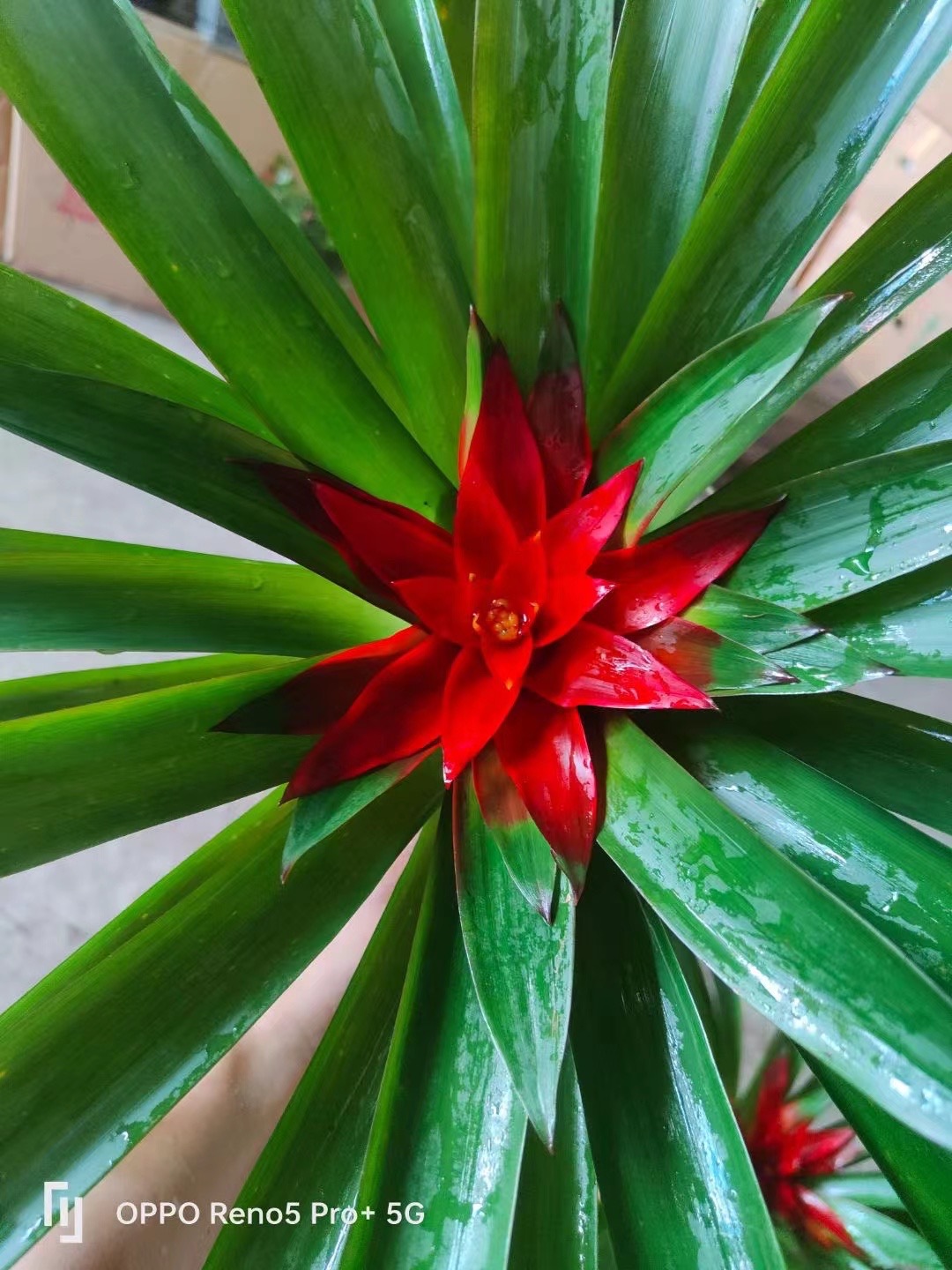 基地供应盆栽鸿运当头小红星平头红年宵花凤梨花乔迁客厅开业桌面