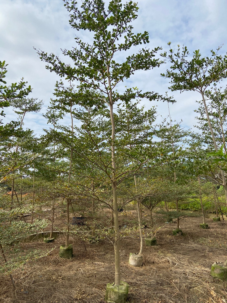 原生苗小叶榄仁