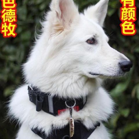 纯白德牧幼犬瑞士牧羊犬宠物狗狗长毛德牧幼犬白色牧羊犬跨境专供