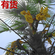 棕树叶子椰子棕树扇拼根商用木子摆件笋庭院橱窗苗树叶扇子大号