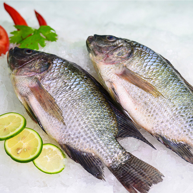 鲜冻罗非鱼整条新鲜冷冻非洲鲫鱼脆肉无刺福寿鱼开背去鳞去内脏