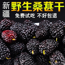 新鲜桑葚干新疆黑桑椹干不含糖新货野生大果免洗无沙即食泡茶泡酒