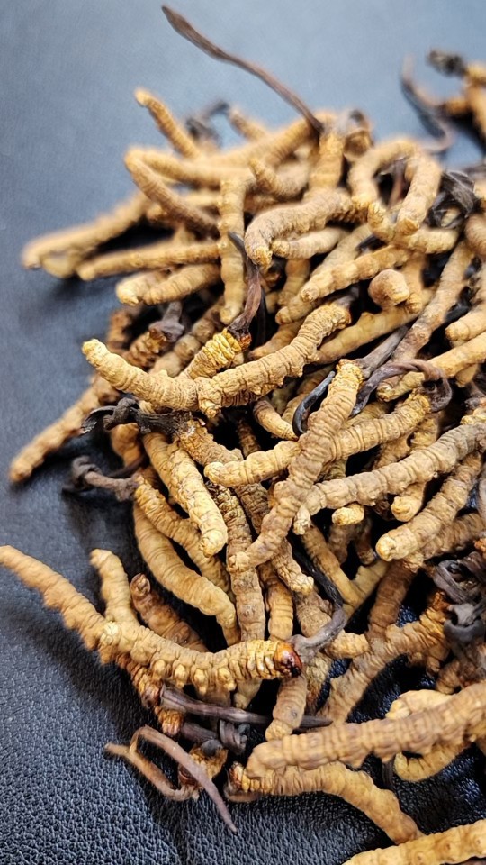 西藏那曲虫草 天然 一克135一克5根规格 赠礼盒装-阿里巴巴