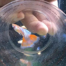 【蓝白鱼】_蓝白鱼价格/图片/品牌_蓝白鱼批发/厂家 - 阿里巴巴