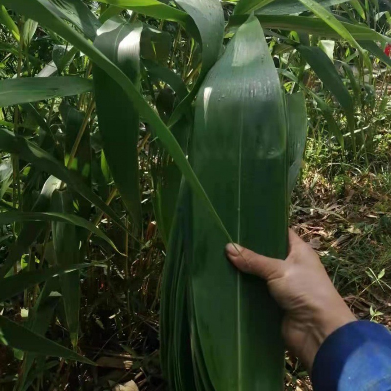 芦苇粽叶广西新鲜现摘现发大叶野生包粽子的特大亚马逊独立站批发