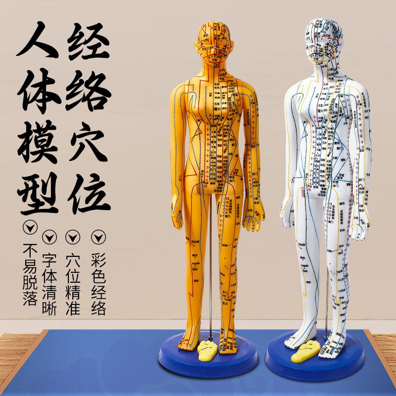 中医针灸穴位人体模型十二经络图全身铜人模可扎针练习小皮人大号
