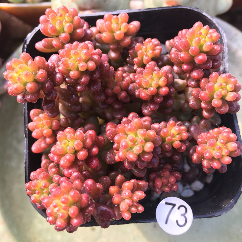 多肉植物红色浆果锦办公室内绿植花卉迷你小盆栽肉肉植物