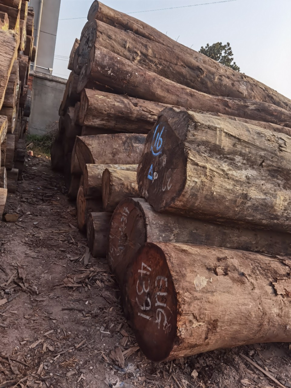 非洲楠木大小口径家具料大板料原木寿材料-阿里巴巴
