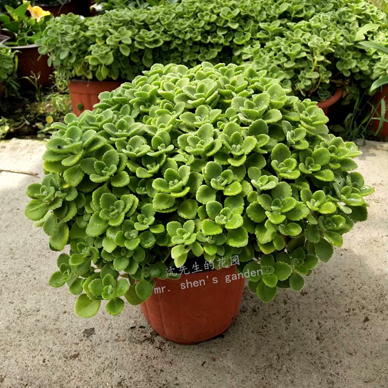 碰碰香盆栽包邮 一抹香 香草多肉植物驱蚊 驱虫净化空气绿植花卉