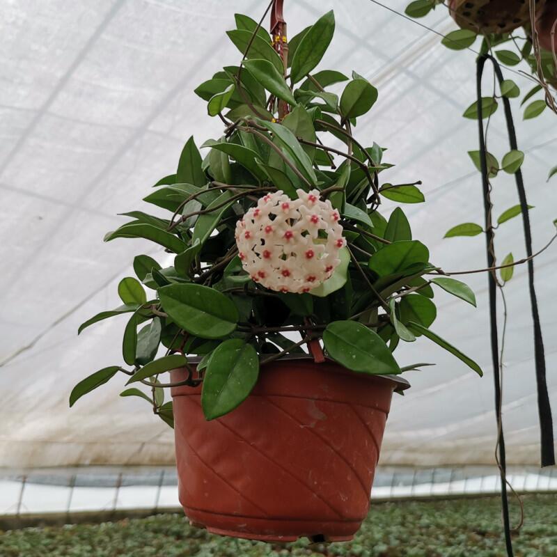 球兰盆栽带花大苗当年开花卉室内爬藤喜阴四季绿叶植物吊兰卷心形