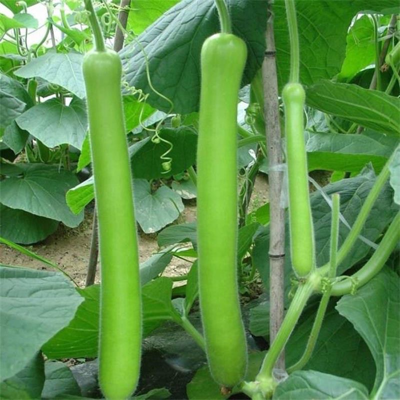 极早生瓠瓜种子春夏秋四季蔬菜种子食用甜瓠瓜菜葫芦种孑爬藤种籽