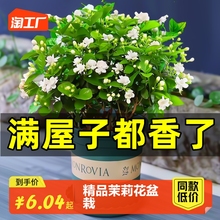 茉莉花苗盆栽花卉植物室内好养绿植九里香四季开花客厅阳台水培