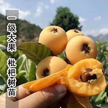 【顺丰现货】云南高山蒙自枇杷树上熟现摘新鲜长虹琵琶水果3斤5斤