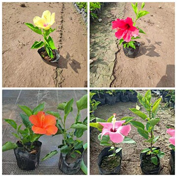 批发矮化朱槿 进口大红花 多年生观花地被 易种好养