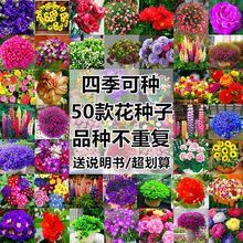 50款不重复四季易种花种子花开不断净化空气花盆栽花卉植物花草籽