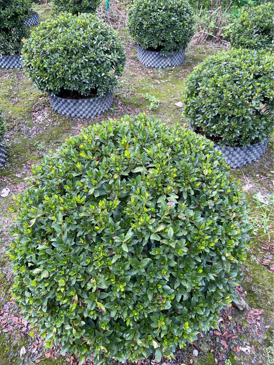 小叶春鹃球 成都春鹃球