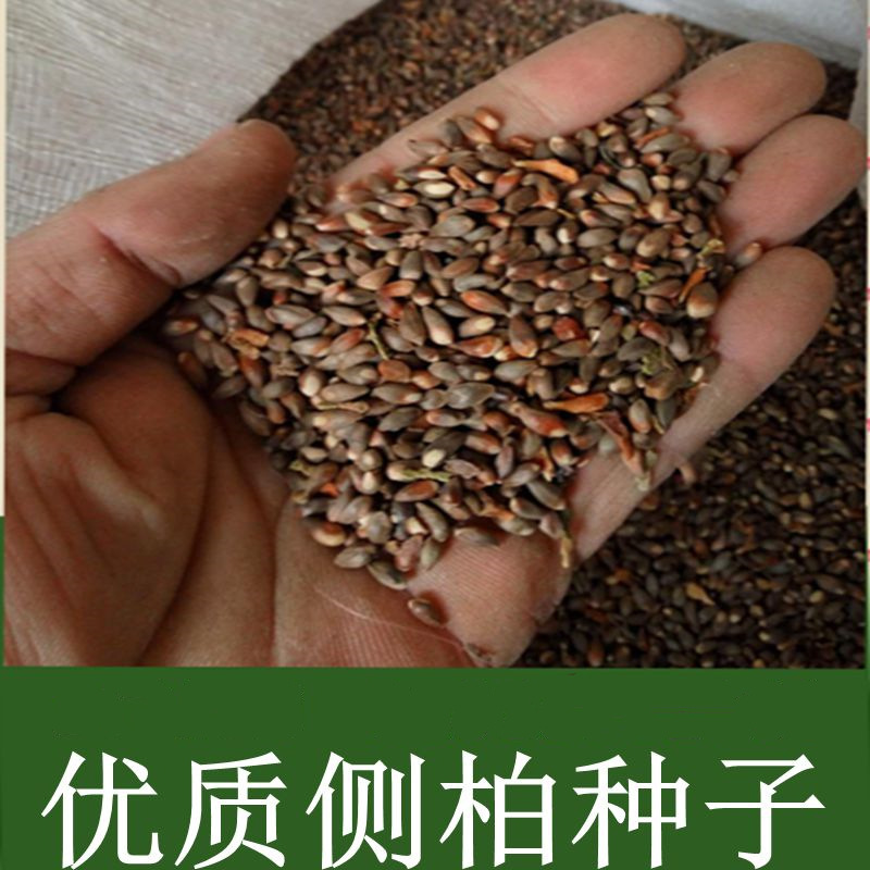 新采侧柏种子洒金柏种子塔柏种子柏树桧柏种子扁柏种子刺柏 黄柏